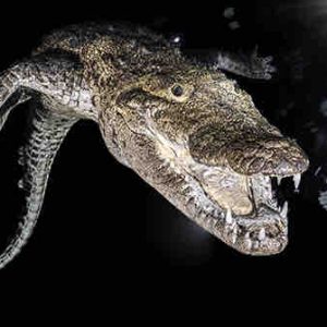 USHUAÏA TV : le documentaire inédit «Objectif Wild: face à face avec les crocodiles» vendredi 27 décembre à 20h45 