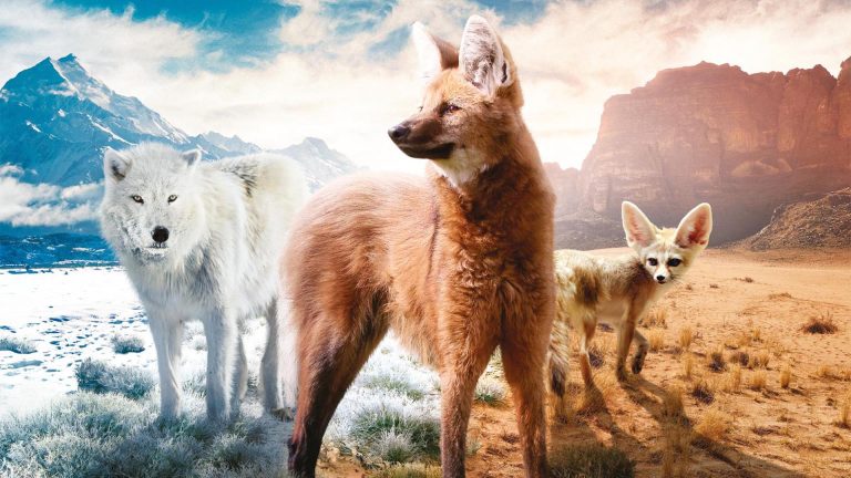 France 5 : «La grande famille des chiens», leader du Prime TNT lundi 