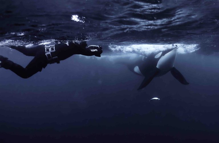 USHUAÏA TV : l’inédit «Objectif Wild : Face à face avec les orques» mardi 4 mars à 20h50