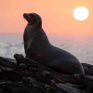 Disney+ : le nouveau film Disneynature «OTARIES DES GALÁPAGOS» le 21 avril à partir de 22h00, pour fêter la Journée de la Terre