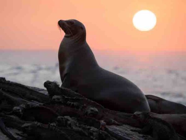 Disney+ : le nouveau film Disneynature «OTARIES DES GALÁPAGOS» le 21 avril à partir de 22h00, pour fêter la Journée de la Terre
