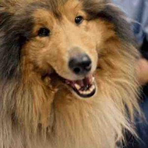 France 5/ «Docs conso»: «Nos très chers animaux» mardi 11 mars à 21h05 