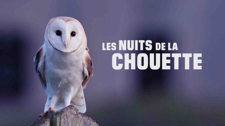 BFMTV / «Les nuits de la chouette»: dispositif spécial en partenariat avec la Ligue pour la Protection des Oiseaux 
