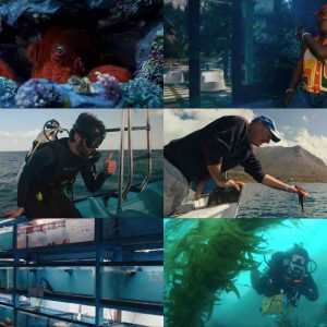 Prime Video : le docu «Octopus!» dès le 8 mai