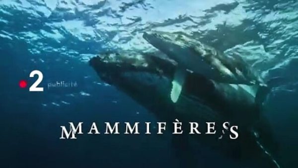 France 2 : plus d’1,6 million de curieux devant le doc «Mammifères, les conquérants de l’extrême» mardi 
