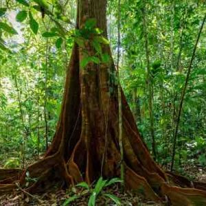 France 5 : le documentaire inédit «Le monde secret des forêts» lundi 12 mai à 21h05 