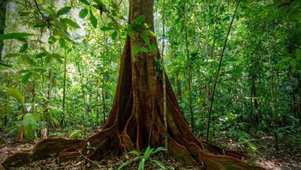 France 5 : le documentaire inédit «Le monde secret des forêts» lundi 12 mai à 21h05 