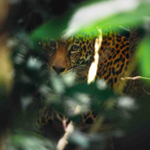France 3 : le documentaire «Guyane, vivre avec le jaguar» lundi 9 juin à 23h55 