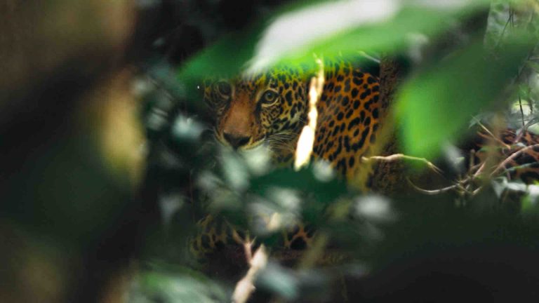 France 3 : le documentaire «Guyane, vivre avec le jaguar» lundi 9 juin à 23h55 