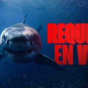 France TV : la collection «Requins en vue» sur France 3 et france.tv