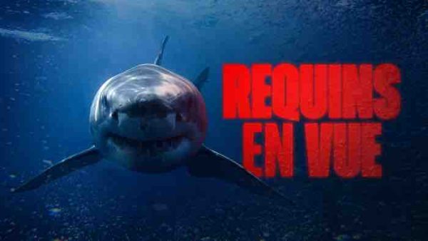 France TV : la collection «Requins en vue» sur France 3 et france.tv