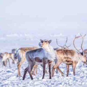 France Télévisions: le documentaire «L’Odyssée des caribous» rejoint le line-up de France tv distribution