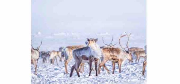 France Télévisions: le documentaire «L’Odyssée des caribous» rejoint le line-up de France tv distribution