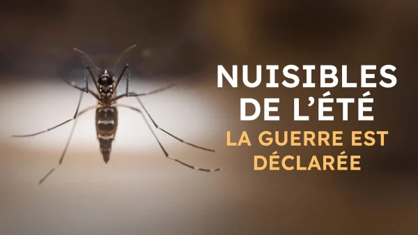 France 5 : «Nuisibles de l’été», leader du Prime