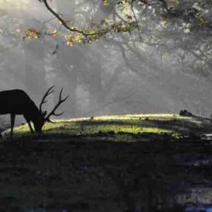 France 3 Paris Île-de-France lance sa slow TV avec le brame du cerf dès le 8 septembre