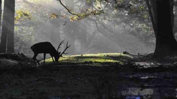 France 3 Paris Île-de-France lance sa slow TV avec le brame du cerf dès le 8 septembre