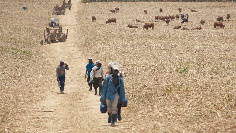ARTE : l’histoire du sucre dans un documentaire signé Mathilde Damoisel, le mardi 7 octobre à 21h00