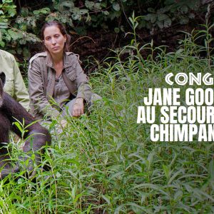 ARTE : le documentaire «Jane Goodall au secours des chimpanzés du Congo» sur arte.tv, en hommage à la célèbre primatologue britannique