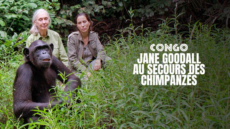 ARTE : le documentaire «Jane Goodall au secours des chimpanzés du Congo» sur arte.tv, en hommage à la célèbre primatologue britannique