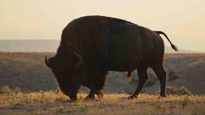 France 5 : le documentaire inédit «La grande prairie, le pacte des bisons» lundi 20 octobre à 21h05