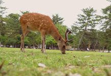 USHUAÏA TV : le documentaire inédit «Urbana animalis» le 31 octobre à 20h50