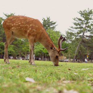 USHUAÏA TV : le documentaire inédit «Urbana animalis» le 31 octobre à 20h50 