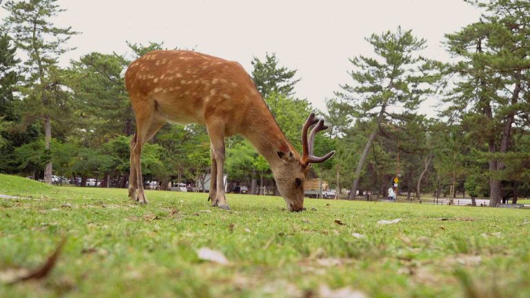 USHUAÏA TV : le documentaire inédit «Urbana animalis» le 31 octobre à 20h50 