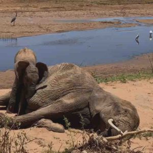 ARTE : «Le chagrin des animaux, mythe ou réalité», un documentaire de Jacques Mitsch, samedi 13 décembre