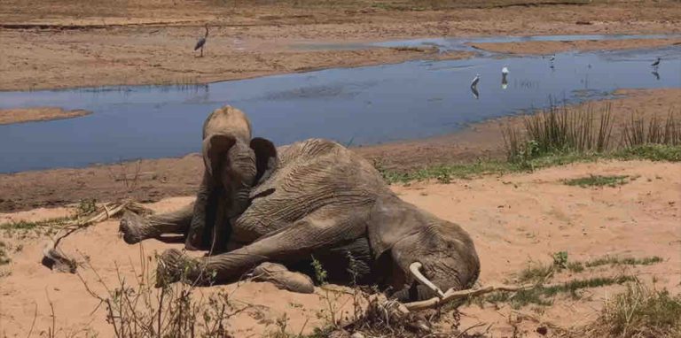 ARTE : «Le chagrin des animaux, mythe ou réalité», un documentaire de Jacques Mitsch, samedi 13 décembre