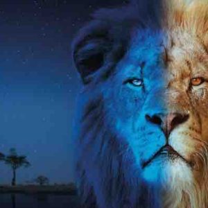 France 5 : la série documentaire «Sur la terre des grands félins» dès le mardi 23 décembre