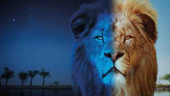 France 5 : la série documentaire «Sur la terre des grands félins» dès le mardi 23 décembre