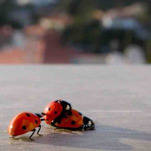 USHUAÏA TV : l’inédit «Des plaisirs pas si bêtes» vendredi 13 février