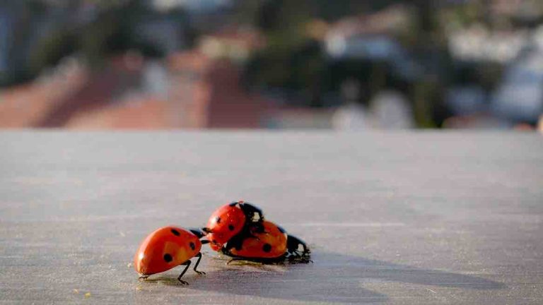 USHUAÏA TV : l’inédit «Des plaisirs pas si bêtes» vendredi 13 février