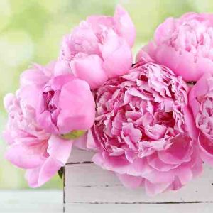 Melody TV : le printemps à l’honneur du 21 au 27 mars