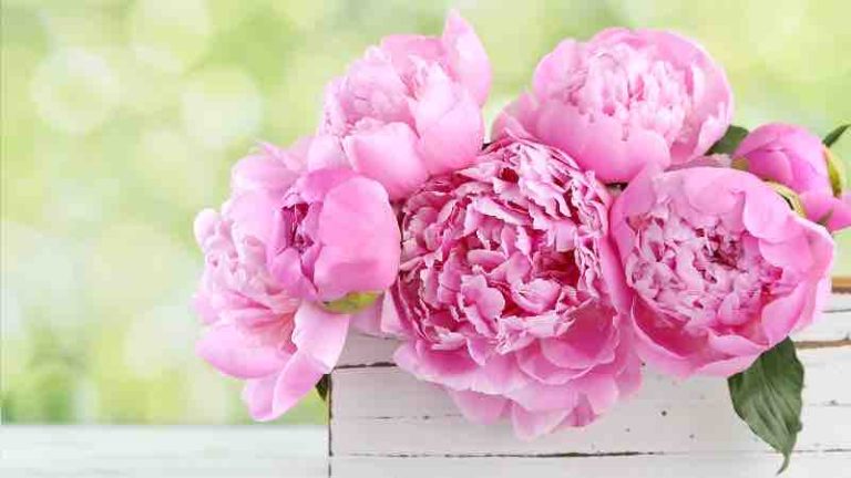 Melody TV : le printemps à l’honneur du 21 au 27 mars