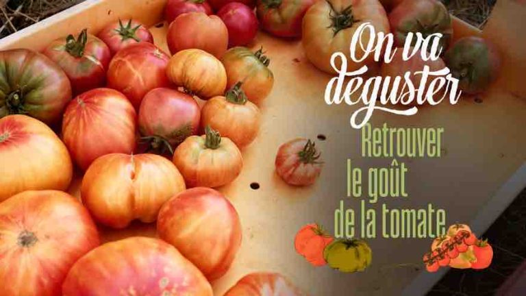 France 5 : «Retrouver le goût de la tomate», leader du Prime TNT mardi