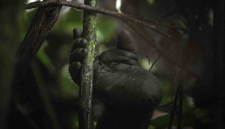 USHUAÏA TV : l’inédit «Au coeur de la jungle» vendredi 5 juin