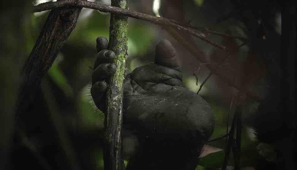 USHUAÏA TV : l’inédit «Au coeur de la jungle» vendredi 5 juin
