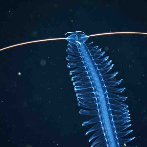 ARTE : soirée «Abysses» samedi 4 juillet dès 20h55