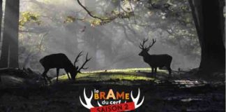 ICI Paris Île-de-France: «Le Brame du cerf» cumule 223.000 vues