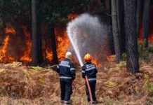 France 2 : «Sauvons nos forêts» rassemble 1,2 million de téléspectateurs et récolte près de 700.000 €