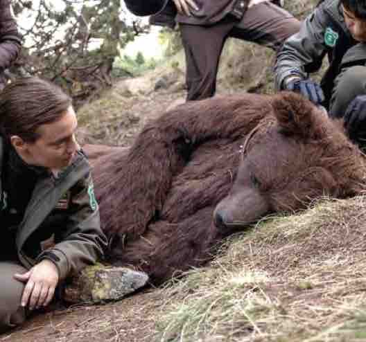 ARTE : «La mort de l’ours» prévue en 2027