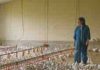 France 5 : «Poulet Mania», leader du Prime TNT mardi