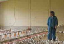 France 5 : «Poulet Mania», leader du Prime TNT mardi