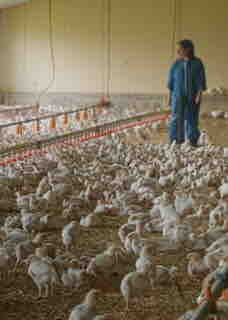 France 5 : «Poulet Mania», leader du Prime TNT mardi