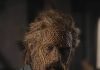 « Wicker » : Alexander Skarsgård méconnaissable dans une fable déjantée